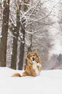 Cute fluffy red dog sitting on the snow at the outdoor, dog in snow, happy dog on the outdoor,winter