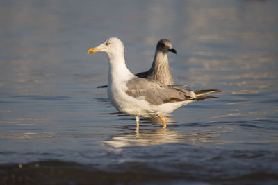 Seagull in a lake