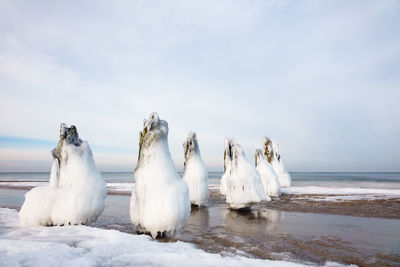 White swans on snow covered shore against sky