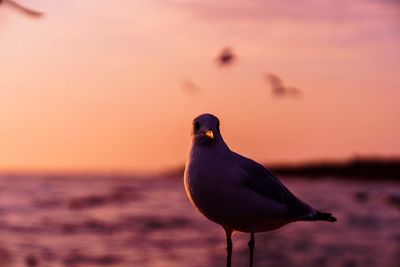 Seagull perching on a beach