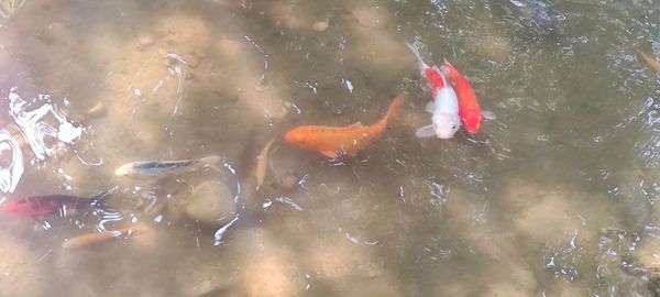 High angle view of koi carps swimming in lake