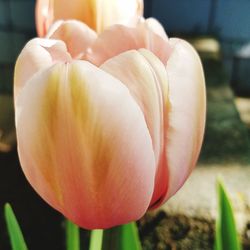 Close-up of tulip blooming outdoors