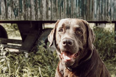 Close-up portrait of a dog