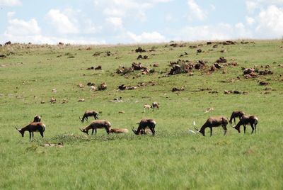 Sheep grazing on grassy field
