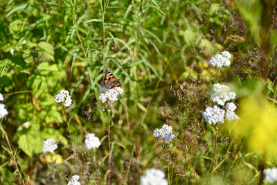 Close-up of butterfly pollinating on white flower