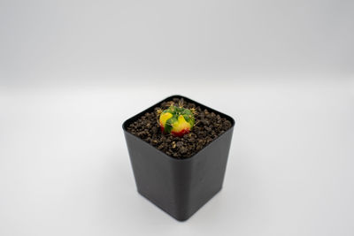 Close-up of potted plant against white background