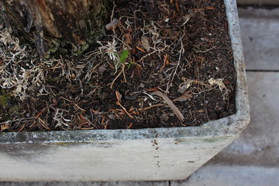 High angle view of dead plant on field