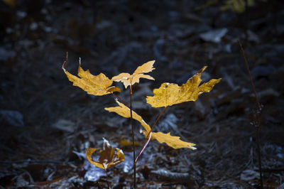 Close-up of yellow maple leaves on land