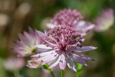 Close up of pink astrantia major flowers in bloom
