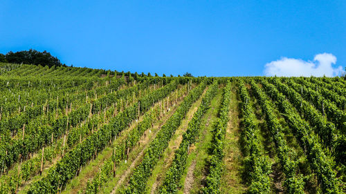 Scenic view of agricultural field against blue sky