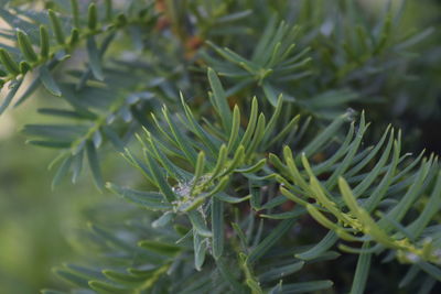 Close-up of plant