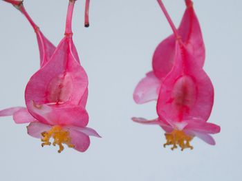 Close-up of pink flowers against white background
