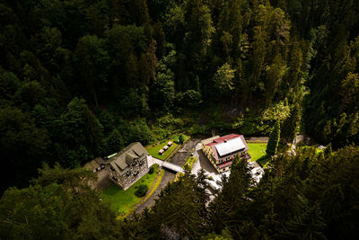 High angle view of trees in forest