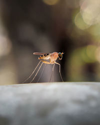 Close-up of insect