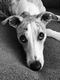 Close-up portrait of dog relaxing at home