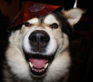 Close-up portrait of dog