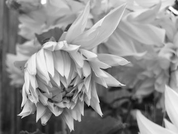 Close-up of flowers blooming outdoors