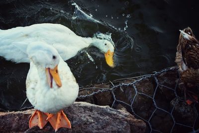 Close-up of duck swimming in lake