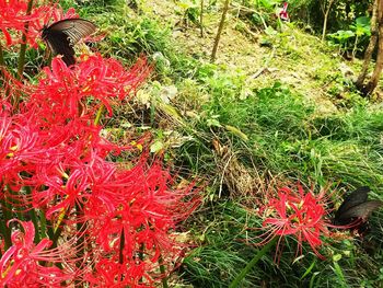 Close-up of red flowers on grass