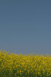 Yellow flowering plants on field against clear sky