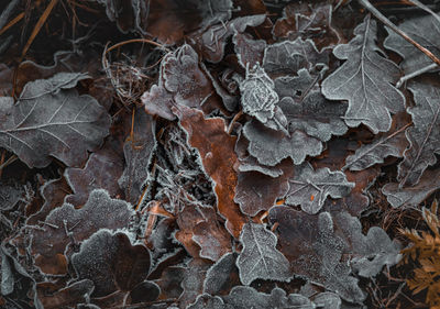 Close-up of dry leaves on plant during winter