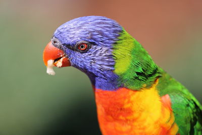 Close-up of parrot perching on leaf