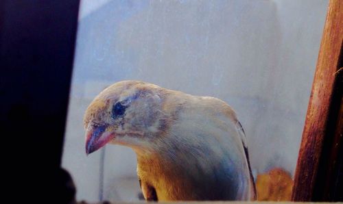 Close-up of bird