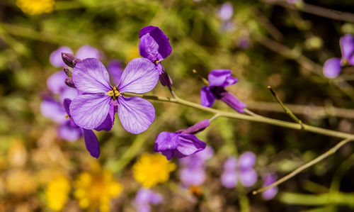 Close-up of purple flowers blooming outdoors