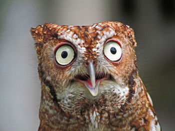 Close-up portrait of an owl