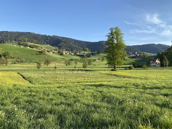 Scenic view of agricultural field against sky