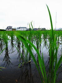 Close-up of grass growing on field against sky