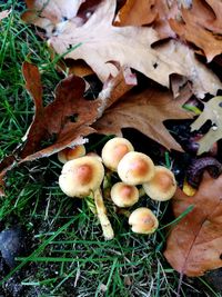 High angle view of mushrooms growing on autumn leaves