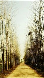 Narrow pathway along trees