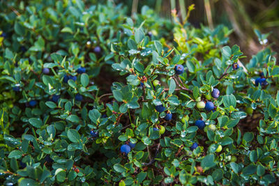 Close-up of berries growing on plant at field