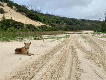 View of a horse on dirt road