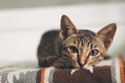 Close-up portrait of a cat