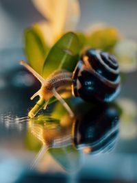 Close-up of snail on plant