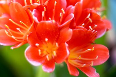 Close-up of red flower