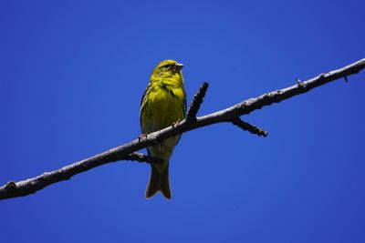 Low angle view of bird perching on branch against blue sky