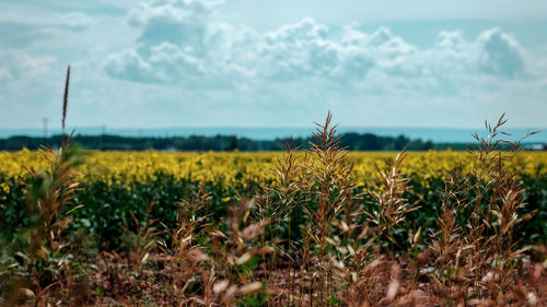 Close-up of crops growing in field against sky