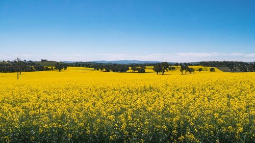 Scenic view of oilseed rape field against sky