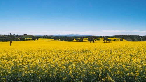 Scenic view of oilseed rape field against sky