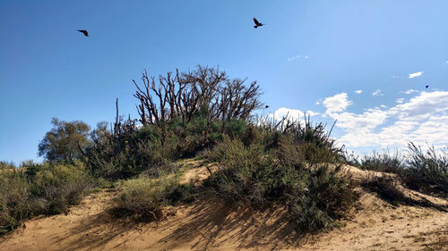 Bird flying in the sky