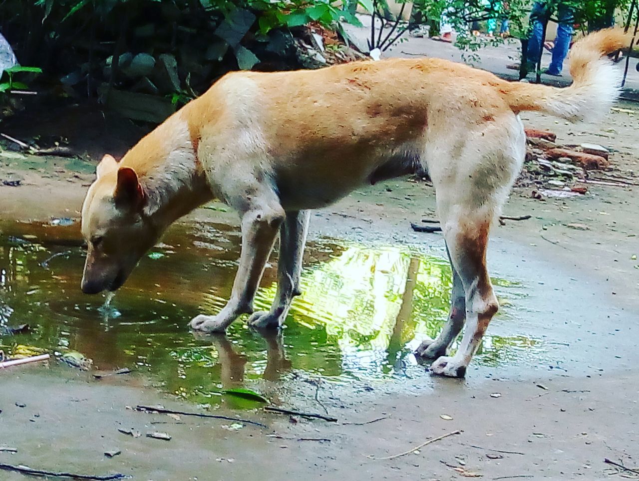 animal themes, domestic animals, mammal, water, tree, standing, horse, two animals, sunlight, livestock, shadow, walking, full length, herbivorous, nature, one animal, side view, zoology, animal, day