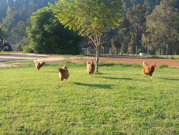 Cows grazing on grassy field