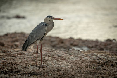 High angle view of gray heron perching on beach