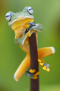 Close-up of frog on branch