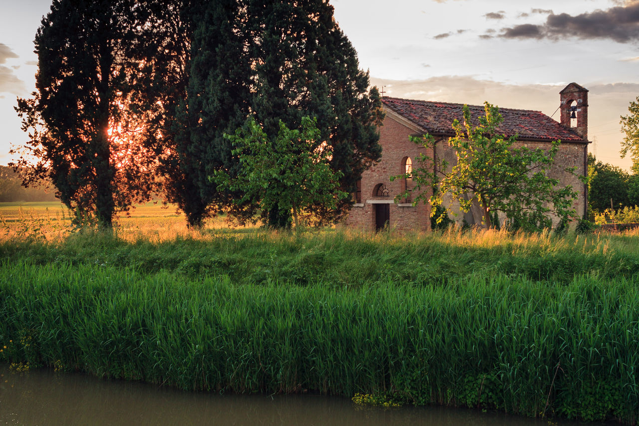 TREES ON FIELD AGAINST HOUSES