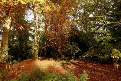 Trees in forest during autumn