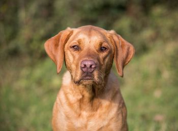 Close-up portrait of dog on field